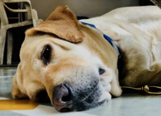 Lei que proíbe canis e centros de zoonoses de matarem cães e gatos é aprovada