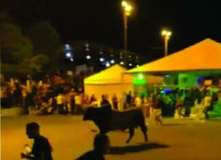 Arapuá – Touros que fugiram e causaram pânico durante Festa do Peão em Arapuá podem ter sido soltos propositalmente; veja vídeo