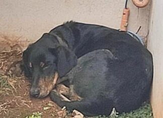 Cão arrastado por motociclista em Patos de Minas é resgatado pelo CCZ, após recuperação ele será disponibilizado para adoção