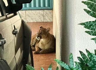 Varjão de Minas – Militares do Corpo de Bombeiros de Patos de Minas capturam onça em garagem de residência