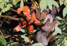 Patos de Minas – Homem de 67 anos é resgatado após subir em pé de goiabeira e não conseguir descer de uma altura de 7 metros