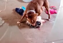 Pitbull solto na rua invade residência, mata cãozinho de família e assusta moradores