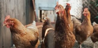 Carmo do Paranaíba – “Ladrão de galinha” faz jus ao nome e foge com 15 aves na madrugada