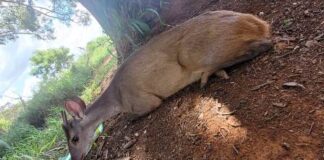 Presidente Olegário – Veado ferido é resgatado em fazenda na zona rural do município