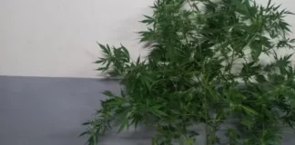 Pai e filho são presos após PM apreender grande quantidade de drogas no bairro Jardim Esperança, em Patos de Minas
