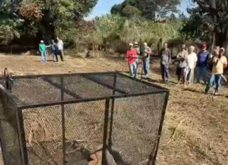 Mistério das serpentes no Parque do Taboão em Carmo do Paranaíba termina com captura de três animais de grande porte, veja vídeo