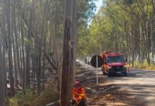 Carmo do Paranaíba – Eucalipto danificado por incêndio ameaça cair sobre rodovia e é removido pelos Bombeiros