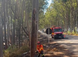 Carmo do Paranaíba – Eucalipto danificado por incêndio ameaça cair sobre rodovia e é removido pelos Bombeiros