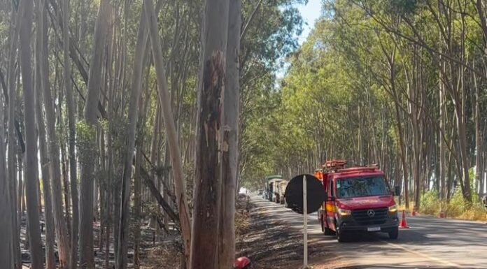 Carmo do Paranaíba – Eucalipto danificado por incêndio ameaça cair sobre rodovia e é removido pelos Bombeiros