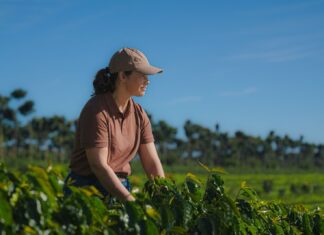 14º Prêmio Região do Cerrado Mineiro abre inscrições e lança nova premiação para cafeicultura regenerativa