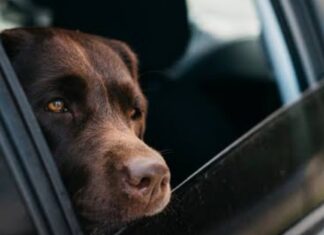 Câmara aprova suspensão da CNH para motoristas que abandonarem animais