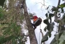 Bombeiros resgatam gato a 11 metros de altura após animal subir em árvore, VEJA VÍDEO