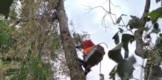 Bombeiros resgatam gato a 11 metros de altura após animal subir em árvore, VEJA VÍDEO