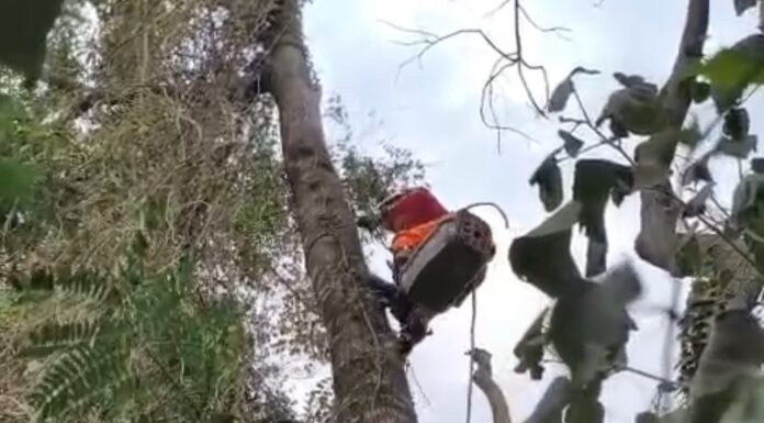 Bombeiros resgatam gato a 11 metros de altura após animal subir em árvore, VEJA VÍDEO